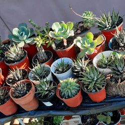 Cactus