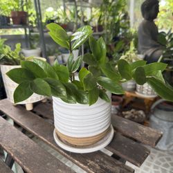 ZZ Plant in Ceramic Pot