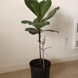 30” Fiddle Leaf Fig