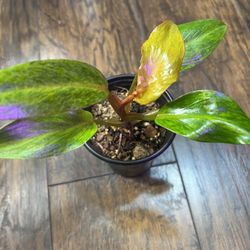 Variegated Orange Marmalade Plants (price Is Each)