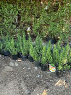 Potted Rosemary Plants