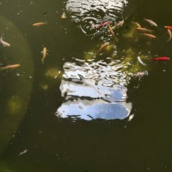 Pond Fish
