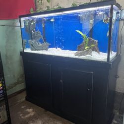 55 Gallon Aquarium 