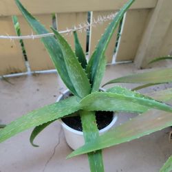 Sabila