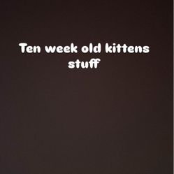 Kittens Items 