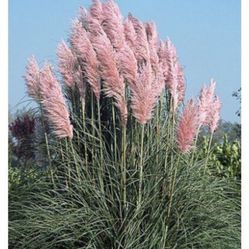 Pink Pampass Grass In 10 Gal Container Plant 