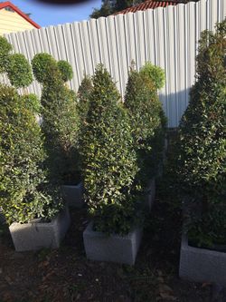 Cone and ball topiary (3 gls)