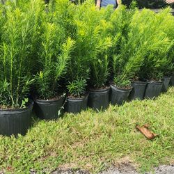 Beautiful Podocarpus Plants For Inmediate Privacy !!! About 3 Feet Tall!!! Fertilized 