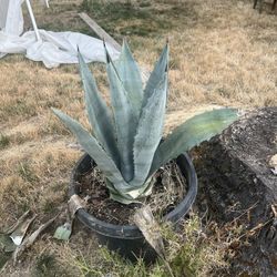 Agave 