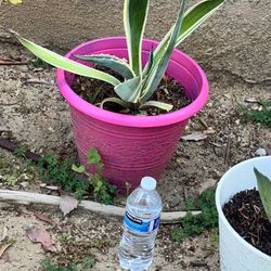 Plants