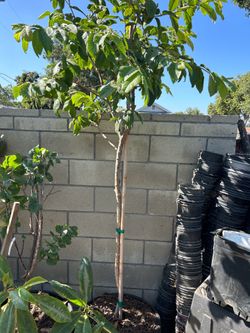 Green Guava fruit tree