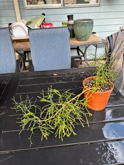 Live Succulent Plant in Terra Cotta Pot
