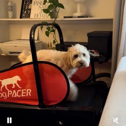dogPACER LF 3.1 Treadmill