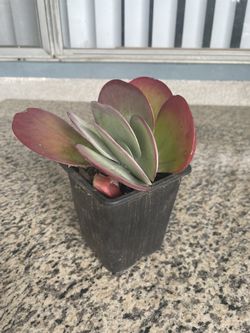 Beautiful Kalanchoes/Flapjacks