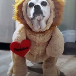 6 Halloween dog costumes, worn by a Puggle, $20 each
