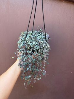 6” silver glory strings of hearts