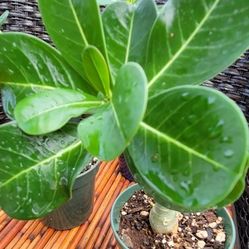 Desert Rose Plant