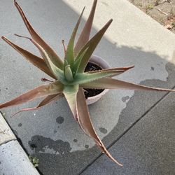 Aloe Vera Plant
