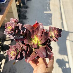 Echeveria Red Dragon 