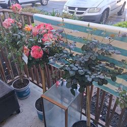 Beautiful Rose trees