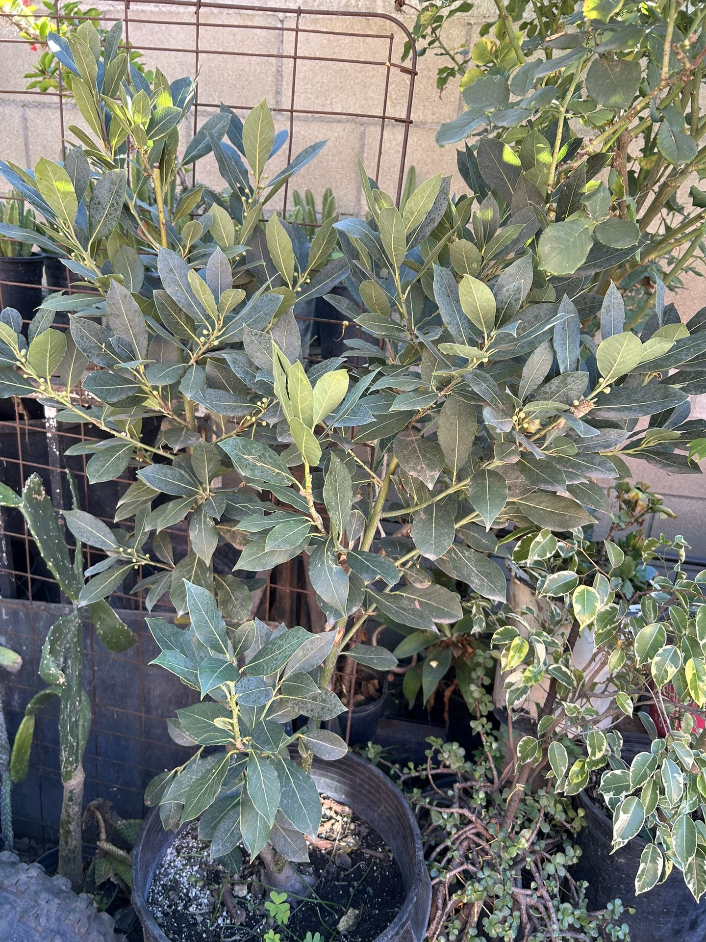 Arbol De Laurel Comestible