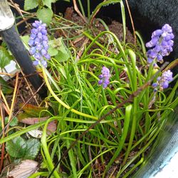 Grape hyacinth arrangements/ plants