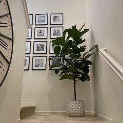 Beautiful Healthy Full Real Live 6’ Fiddle Leaf Fig Plant Tree With White Planter Pot