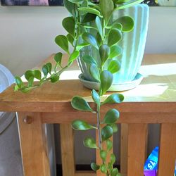 Long Potted Jade Trio 