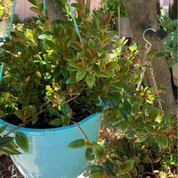 Planta De Pez Dorado 
