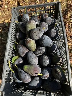 Avocados For Sale!!