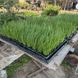 $7.00 each six pack Onions Plant’s 🧅/ Plantas de Cebollas🧅$7.00 el paquetito