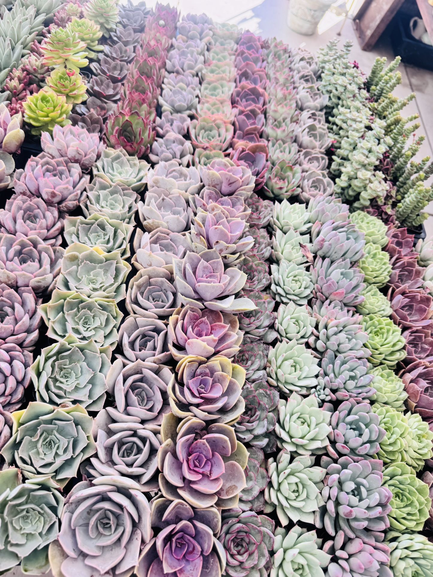 Beautiful Succulents $2 Each