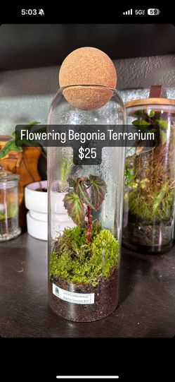 Flowering Begonia Plant Terrarium 