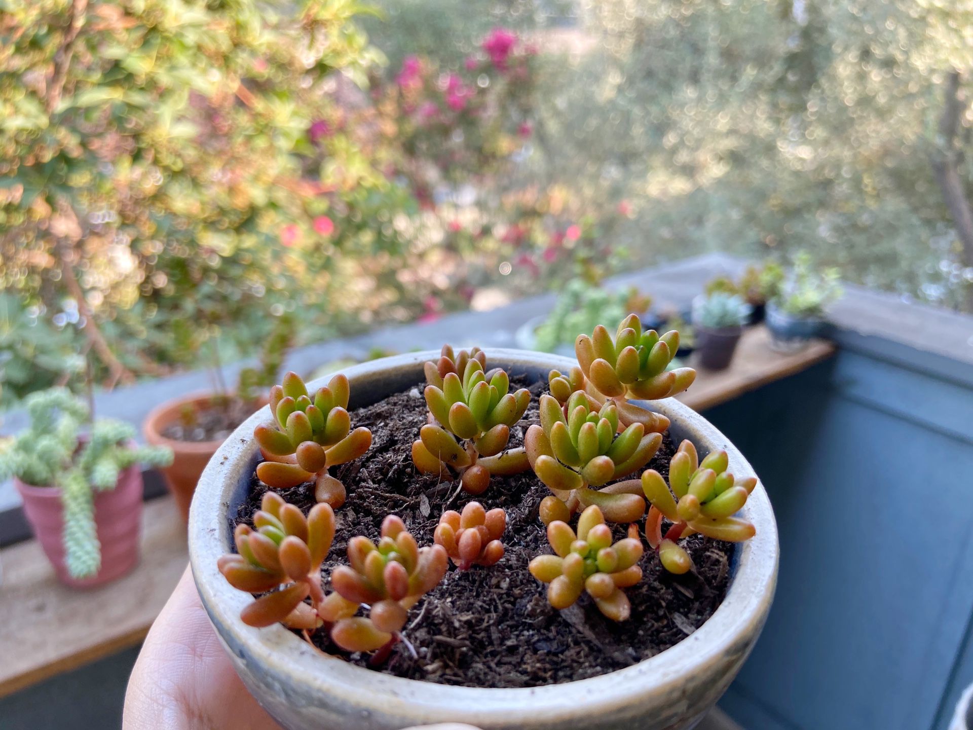 Baby succulent jelly bean