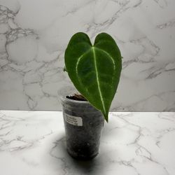 Anthurium Doc Block x (Zara x Dark Forgettii)