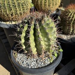 Cactus
