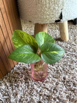 Apartment Plant