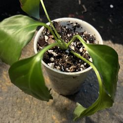 Small Peace Lily Plant