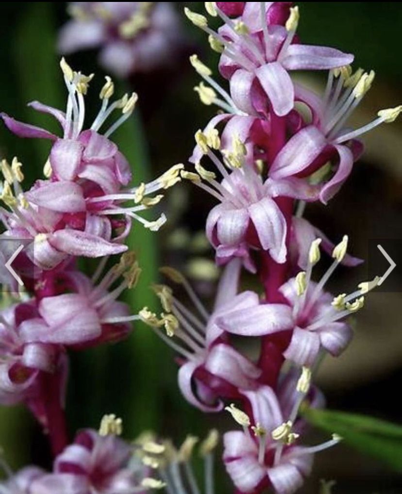 Rare Reineckea Carnea/Chinese Lucky Grass Plant Starter