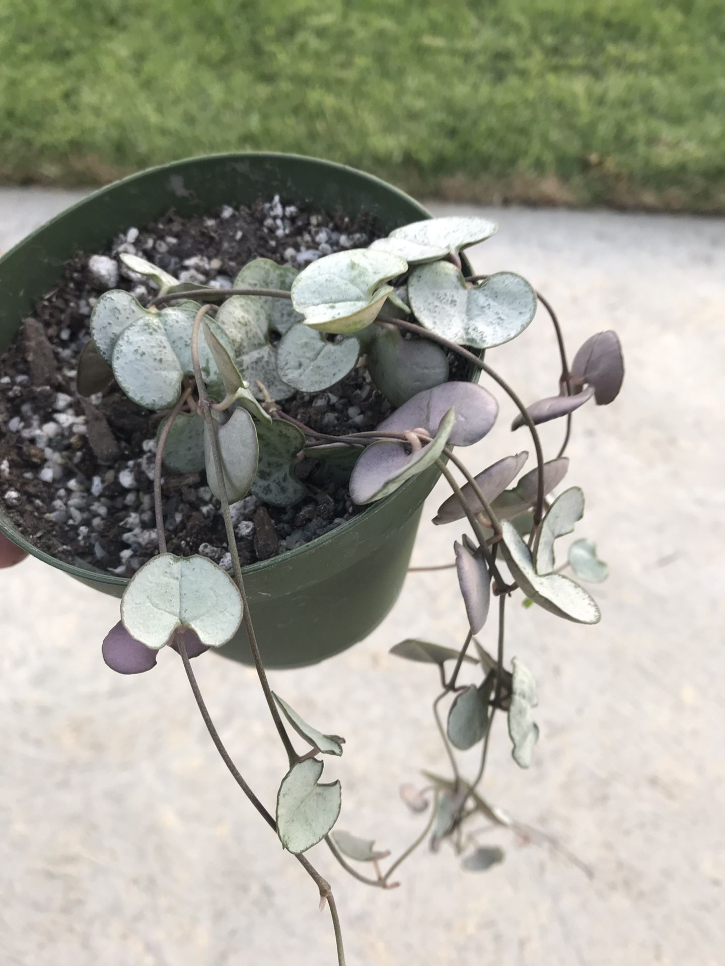 Super Rare “Silver Glory” String of Hearts- Ceropegia Woodside in 4 inch pot