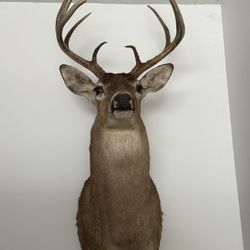 10 Point Buck Head