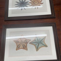 Pair Of Naturalist Starfish Art Prints