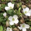 Aloisia
