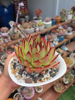 Agavoides import
