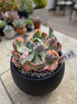 Echeveria Beyonce