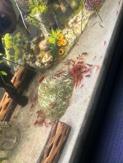 Cherry tank