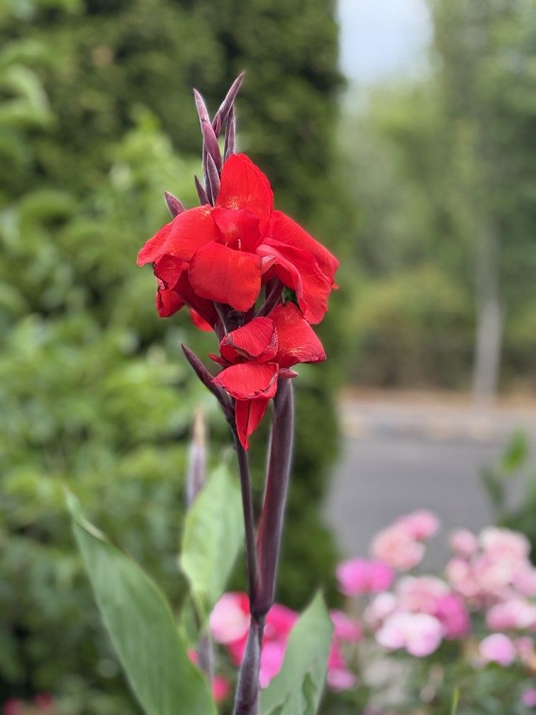 Tropical Flower Plant 