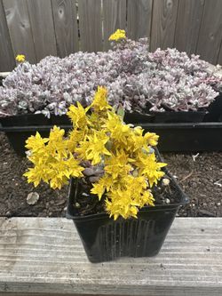 Native Plant: Broadleaf stonecrop 'Purpureum' - 3.5” Pot