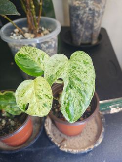 Epipremnum pinnatum albo