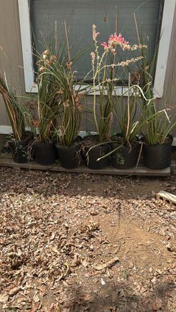 Red yucca